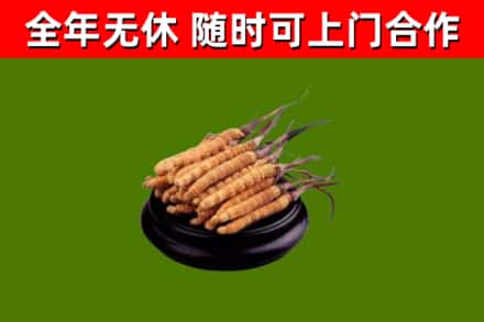 临沂市回收散虫草