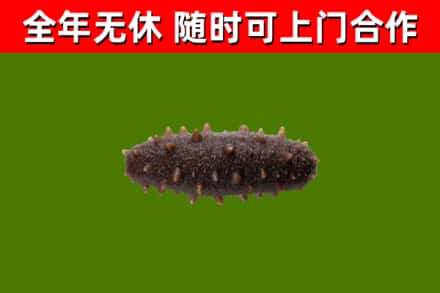 临沂市回收海参干
